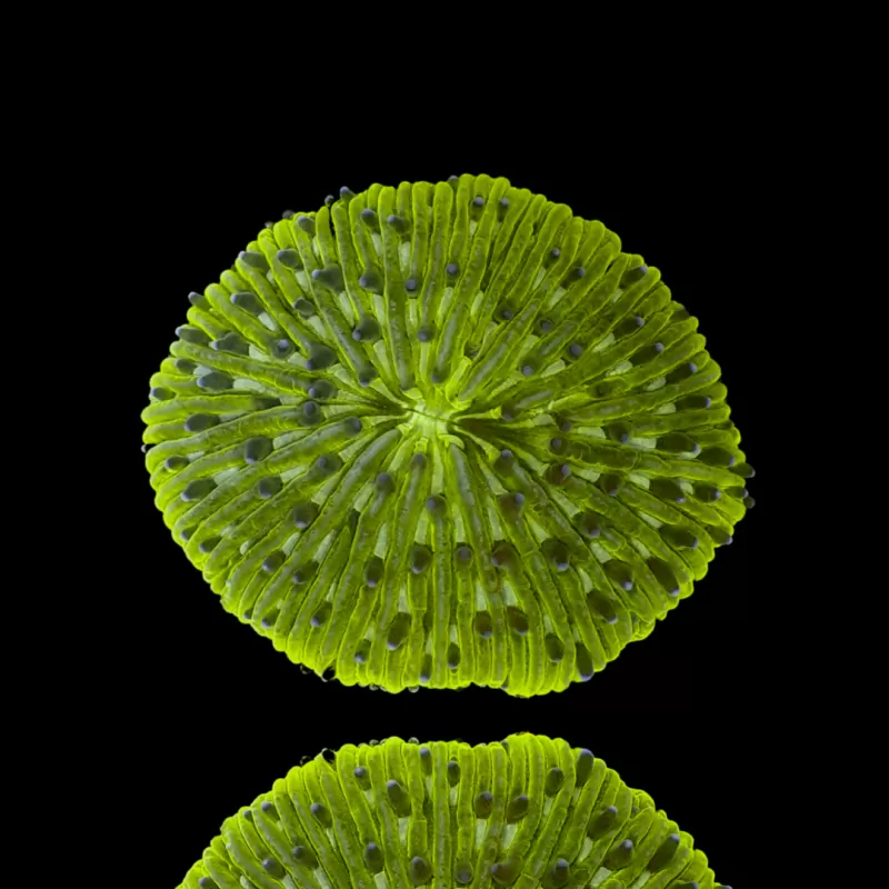 Kaufen Sie Fungia Sp Green | Coralandfishstore.nl