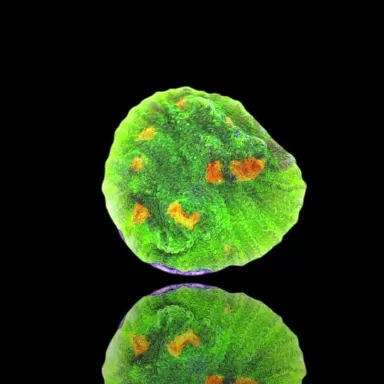 Mycedium Chalice Space Invaders