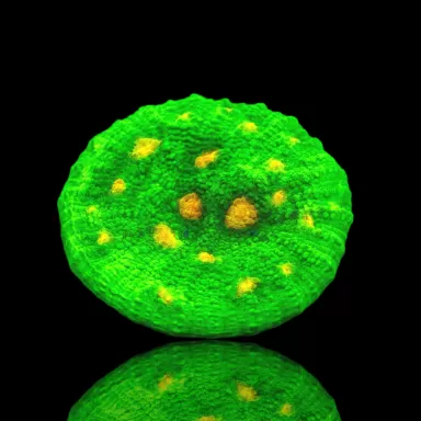 Möchten Sie Mycedium Chalice Space Inverter kaufen? | Coralandfishstore.nl