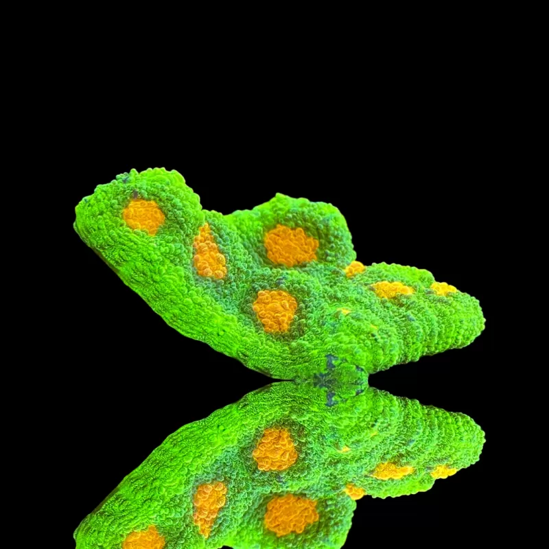 Mycedium chalice space invders  kopen? | Coralandfishstore.nl