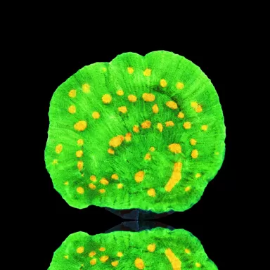 Mycedium chalice space invders  kopen? | Coralandfishstore.nl