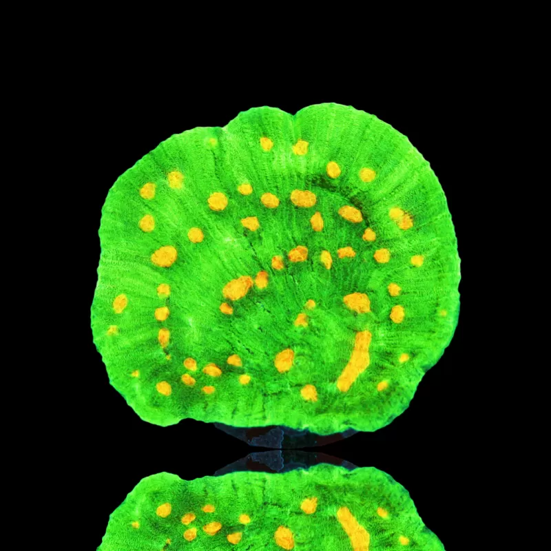 Mycedium chalice space invders  kopen? | Coralandfishstore.nl