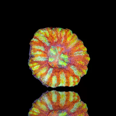 Scolymia WA Mini  Ultra kopen | Coralandfishstore.nl