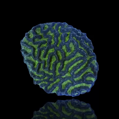 Platygyra sp Green kopen | Coralandfishstore.nl