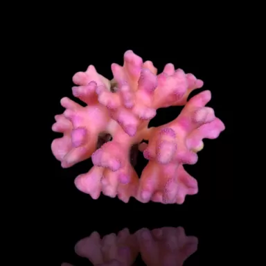 Möchten Sie Stylophora Pistillata Pink Tonga kaufen? | Corallandfishstore