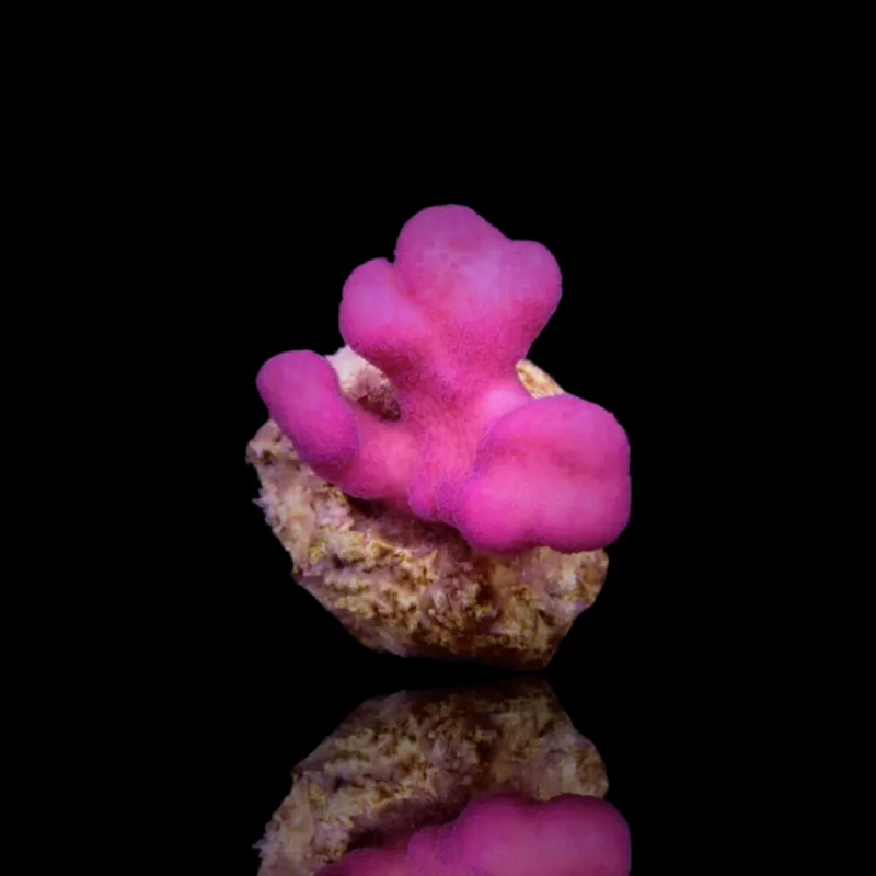 Möchten Sie Stylophora Pistillata Pink Tonga kaufen? | Corallandfishstore