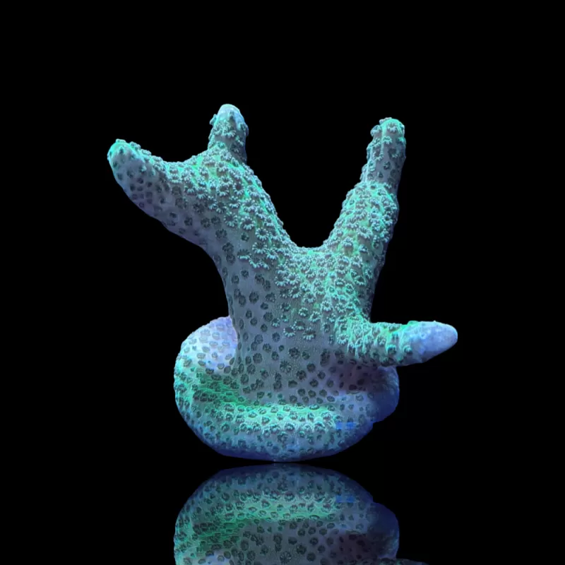 Montipora digitata silbergrün kaufen | Coralandfishstore.nl
