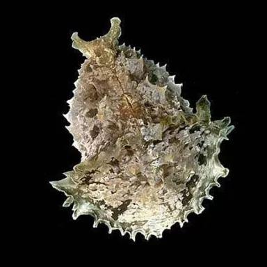 Dolabella Auricularia de zeehaas is ideaal tegen een algenplaag