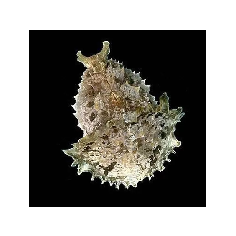 Dolabella Auricularia de zeehaas is ideaal tegen een algenplaag