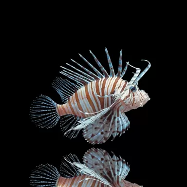 Pterois Volitans - koraalduivel
