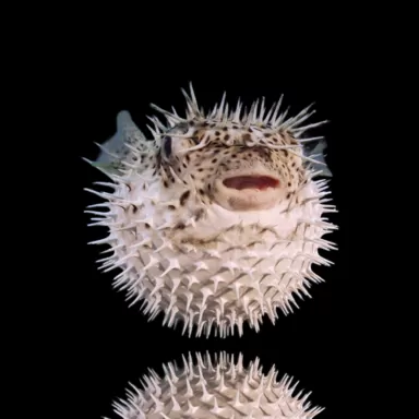 Diodon Hystrix egelvis kopen? | Coralandfishstore.nl