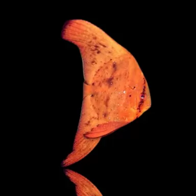 Platax Orbicularis  - Ronde vleermuisvis kopen ? | Coralandfishstore