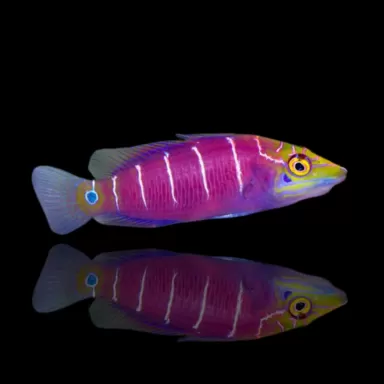 Pseudocheilinus Ocellatus