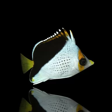 Chaetodon Tinkeri kopen? | Coralandfishstore.nl