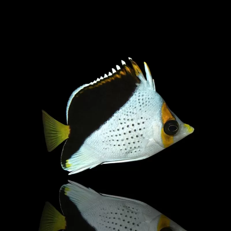 Chaetodon Tinkeri kopen? | Coralandfishstore.nl