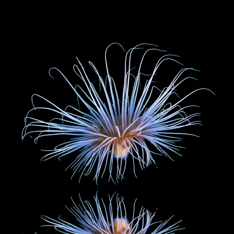 Pachycerianthus Orange kopen | Coralandfishstore.nl