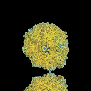 Ricordea Yuma yellow / gold kopen | Coralandfishstore.nl