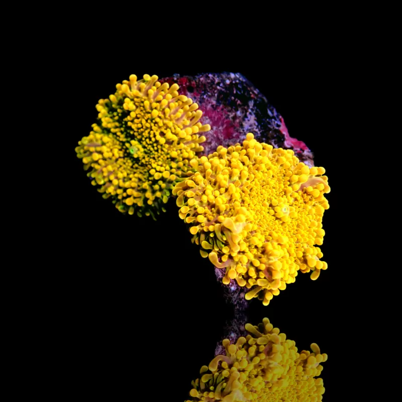 Ricordea Yuma yellow / gold kopen | Coralandfishstore.nl