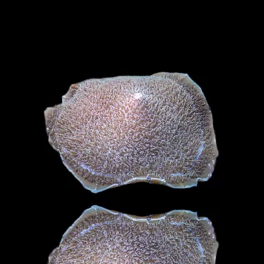 Amplexidiscus Fenestrafer kopen ? l Coralandfishstore.nl