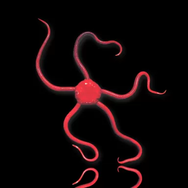 Ophioderma Rubicundum