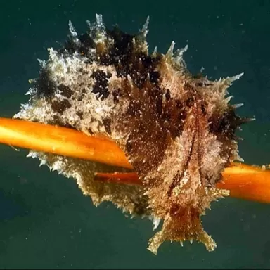 Dolabella Auricularia de zeehaas is ideaal tegen een algenplaag