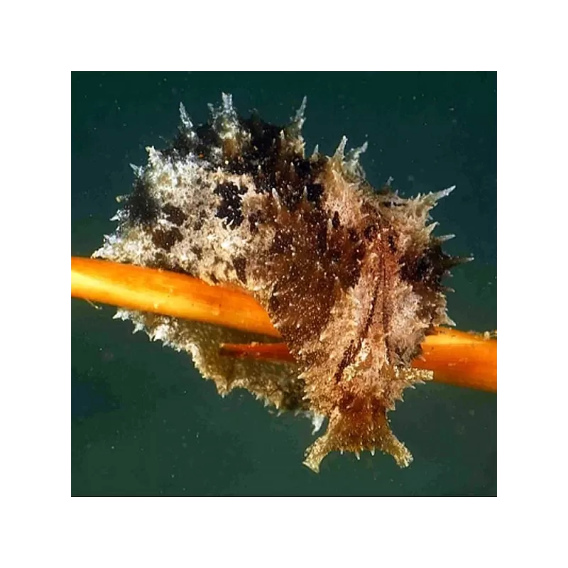 Dolabella Auricularia de zeehaas is ideaal tegen een algenplaag