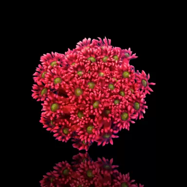 Goniopora sp. Ultra Red Frag Australie ? | Corlandfishstore.nl