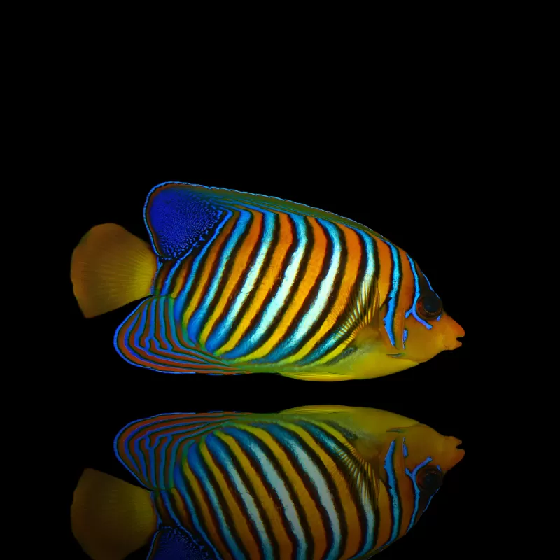 Pygoplites Diacanthus - Pauwoogkeizersvis kopen?| Coralandfishstore.nl