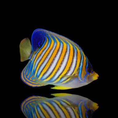 Pygoplites Diacanthus