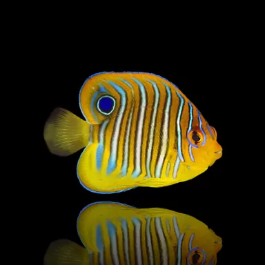 Pygoplites Diacanthus - Pauwoogkeizersvis kopen?| Coralandfishstore.nl