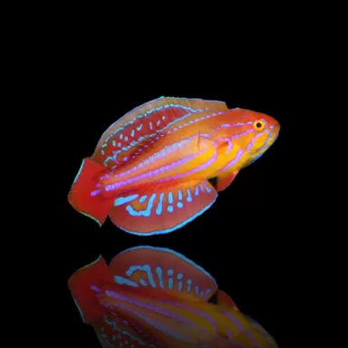 Paracheilinus attenuatus