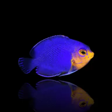 Centropyge Argi