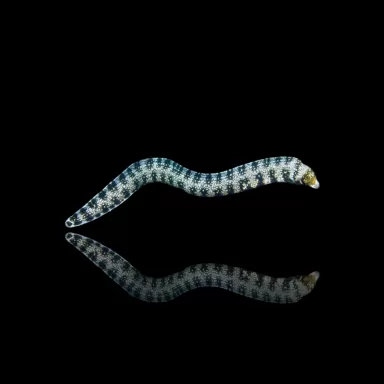 Echidna Nebulosa (S) kopen? l Coralandfishstore.nl