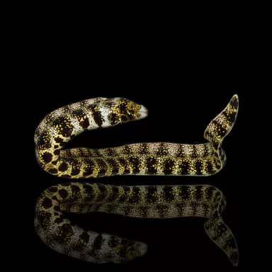 Echidna Nebulosa (S) kopen? l Coralandfishstore.nl