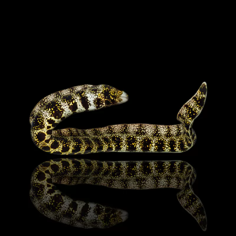 Echidna Nebulosa (S) kopen? l Coralandfishstore.nl