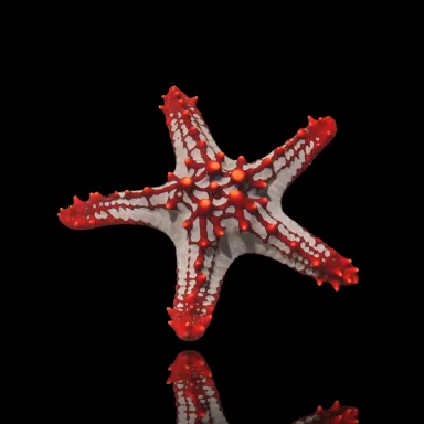 Protoreaster Linckii