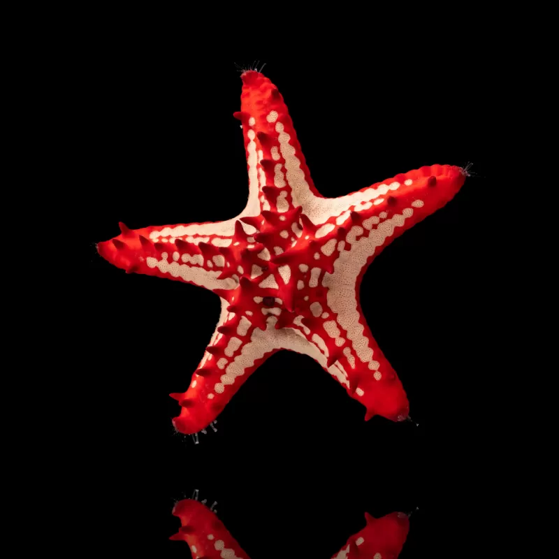 Linckii rood geknobbelde zeester Coralandfishstore.nl