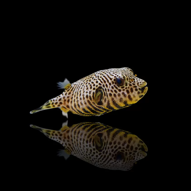 Arothron Stellatus kopen ?| Coralandfishstore.nl