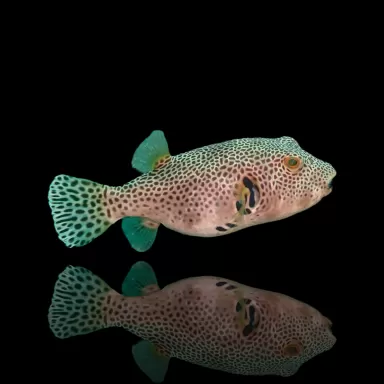 Arothron Stellatus kopen ?| Coralandfishstore.nl