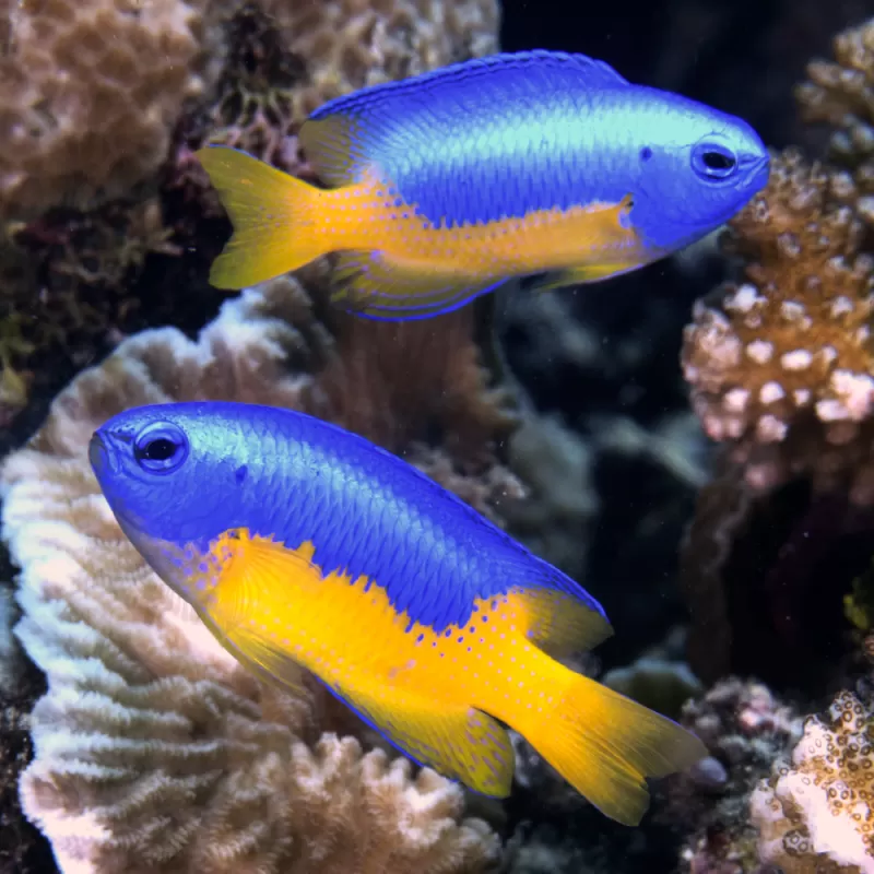 Pomacentrus auriventris kopen? Coralandfishstore.nl
