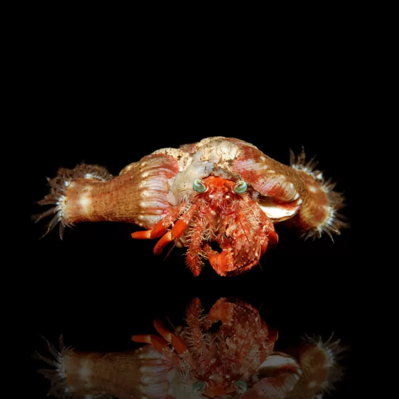 Dardanus Pedunculatus - anemoonhermietkrab kopen? | Coralandfishstore.nl