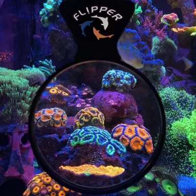 Möchten Sie Flipper DeepSee Max - Magnified Viewer 5 kaufen? | Corallandfishstore