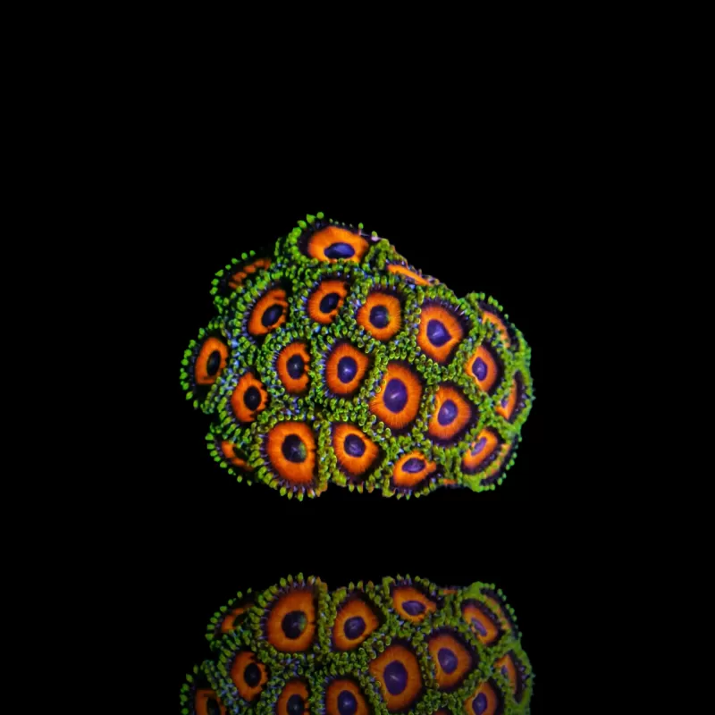 Zoanthus Eagle Eye  kopen | Coralandfishstore.nl