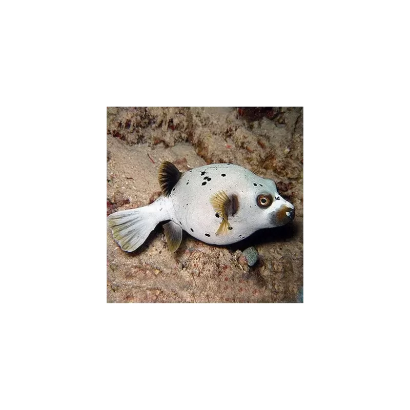 Arothron Nigropunctatus - dogface kopen?  l Coralandfishstore.nl