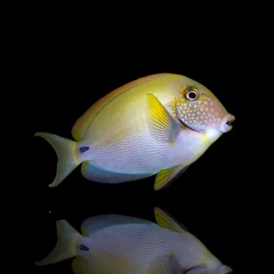 Acanthurus maculiceps S-size kopen? Coralandfishstore