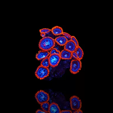 Zoanthus Fire & Ice  kopen | Coralandfishstore.nl