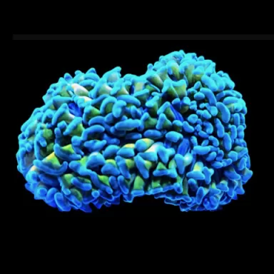 Wysiwyg 452 Euphyllia ancora gold stam