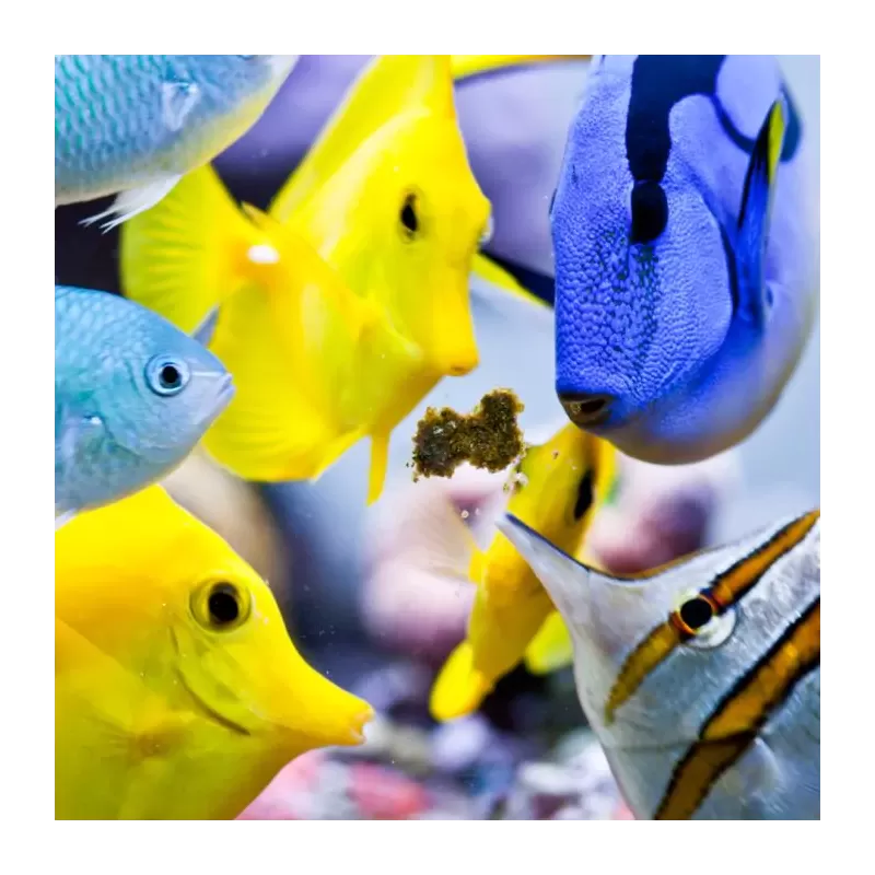 Easy Masstick 40 g bestellen? l Coralandfishstore.nl