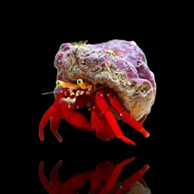 Paguristes , roodpotig hermietkreeftje | Coralandfishstore.nl