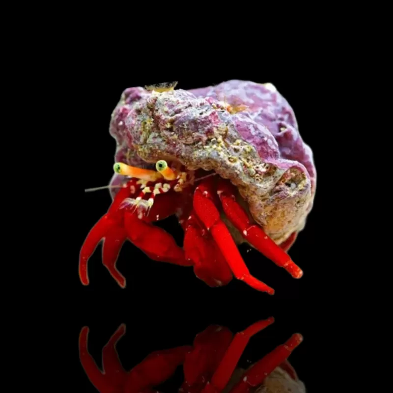 Paguristes, rotbeiniger Einsiedlerkrebs